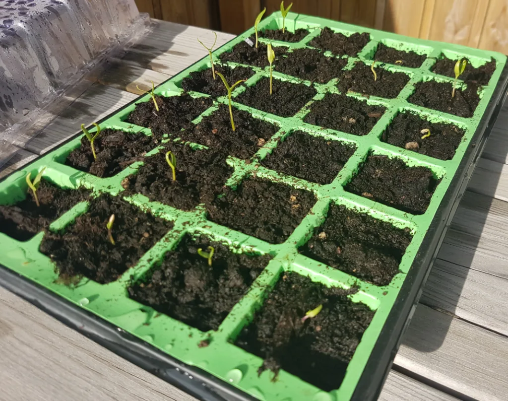 The Working At Home Mans seedlings May