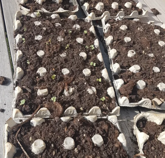 The Working At Home Mans carton seedlings May