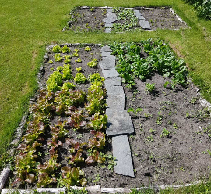The Working At Home Man's garden vegetable patch