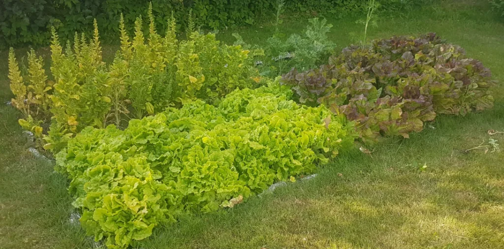 The Working At Home Mans Garden July 2019. A mix of lettuces, spinach and kale.